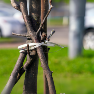 Tree Ties